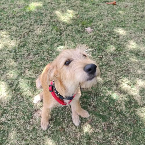 Noisette, la belle x griffon #2