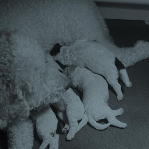 Vends chiots mâles lagotto #3