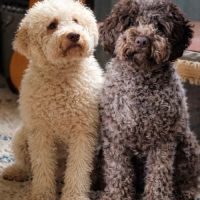 Vends chiots mâles lagotto