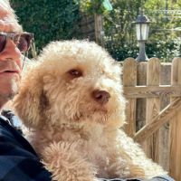 Vends chiots mâles lagotto #2