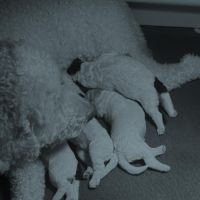 Vends chiots mâles lagotto #3