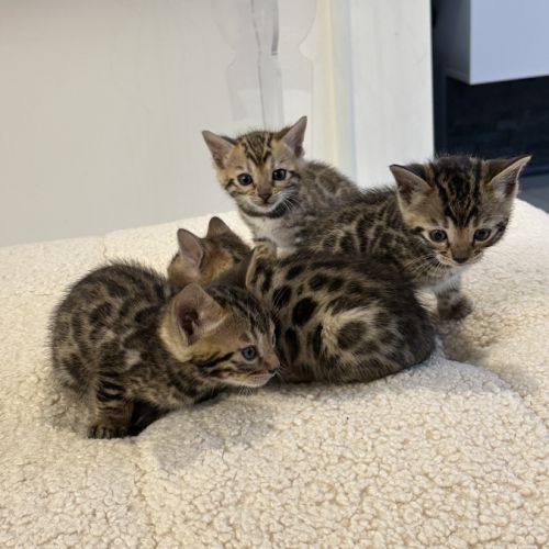 Magnifiques chatons bengal #1