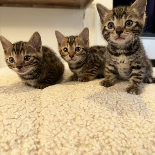 Magnifiques chatons bengal