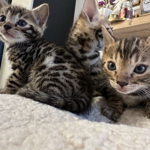Magnifiques chatons bengal #5