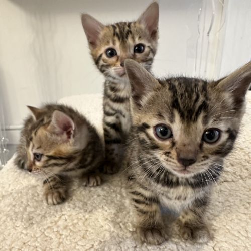 Magnifiques chatons bengal #6