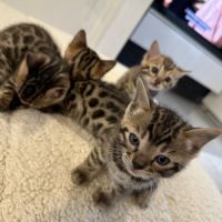 Magnifiques chatons bengal #2