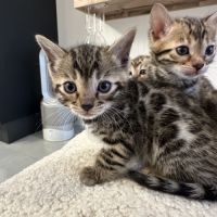 Magnifiques chatons bengal #4