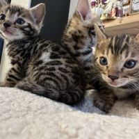 Magnifiques chatons bengal #5