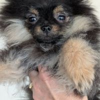 Spitz black et tan #0