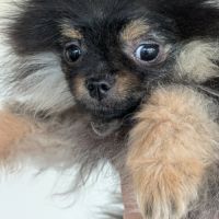 Spitz black et tan #2