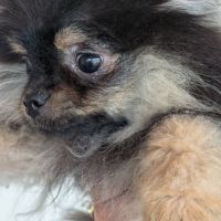 Spitz black et tan #3