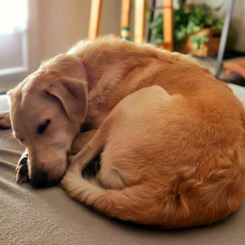 Suzie la belle et douce louloute #4