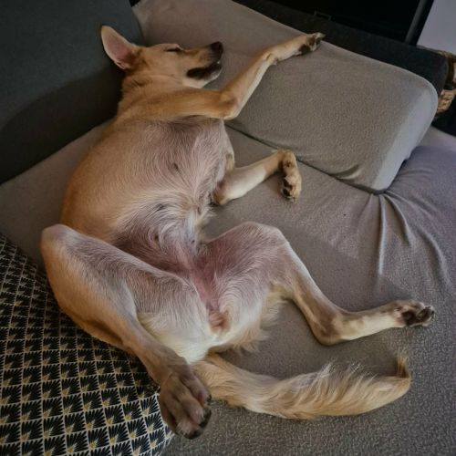 Suzie la belle et douce louloute #6