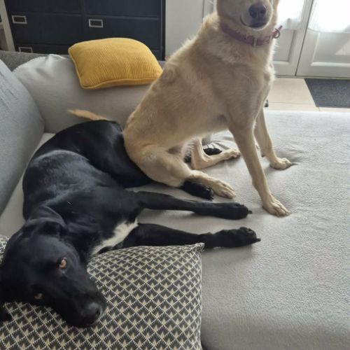 Suzie la belle et douce louloute #7