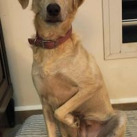 Suzie la belle et douce louloute #1