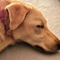 Suzie la belle et douce louloute #5