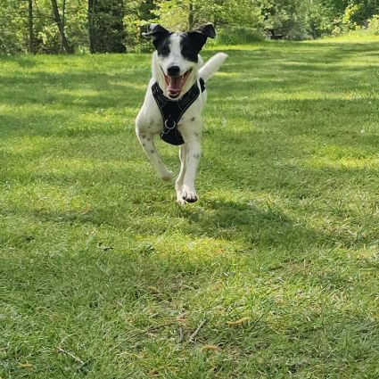 Vador l'adorable petit guerrier tripatte