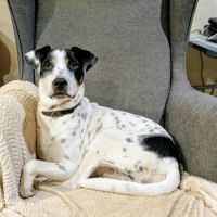 Vador l'adorable petit guerrier tripatte #3