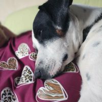 Vador l'adorable petit guerrier tripatte #6