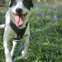 Vador l'adorable petit guerrier tripatte #8