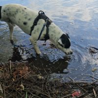 Vador l'adorable petit guerrier tripatte #10