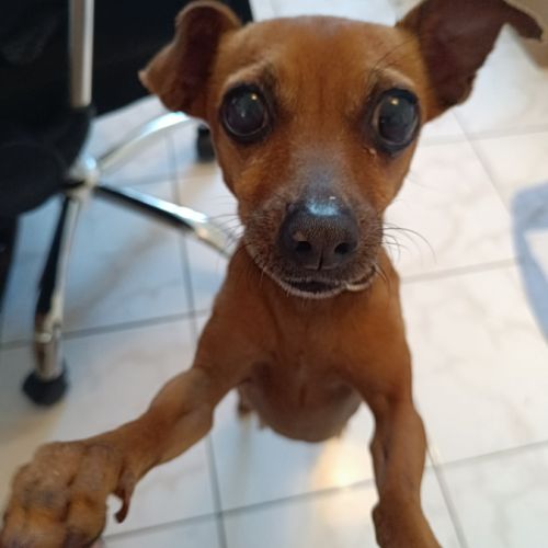 Roxy la mamie coquine #4