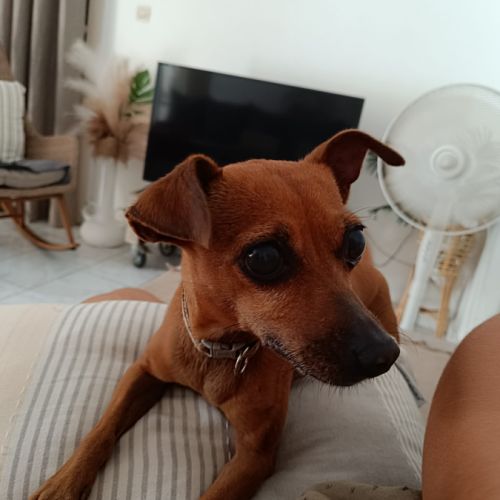 Roxy la mamie coquine #7