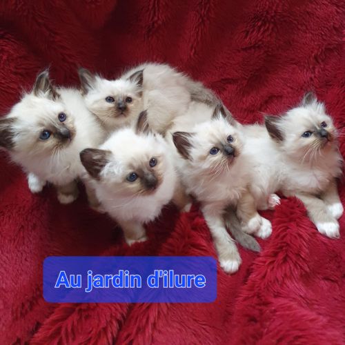 Sacré de birmanie loof #1