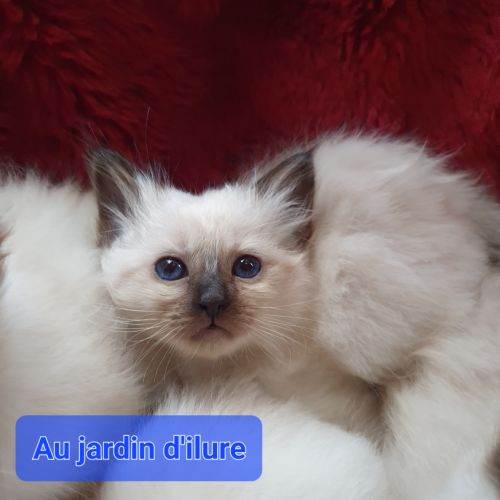 Sacré de birmanie loof #2