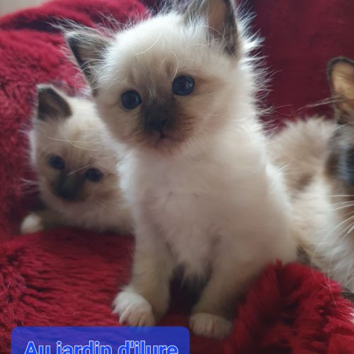 Sacré de birmanie loof #5