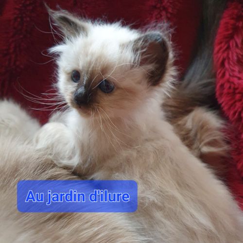 Sacré de birmanie loof #0