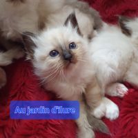 Sacré de birmanie loof #3