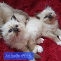 Sacré de birmanie loof #4