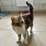 Chat muscadine à l adoption #2