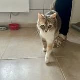 Chat muscadine à l adoption #3