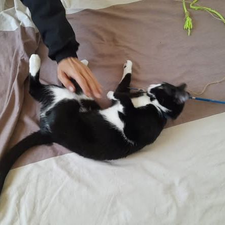 Chat chouquette à l adoption #0