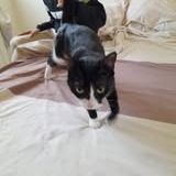 Chat chouquette à l adoption #2