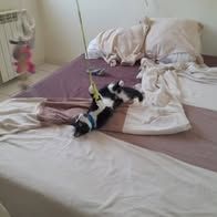 Chat chouquette à l adoption #3