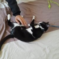 Chat chouquette à l adoption