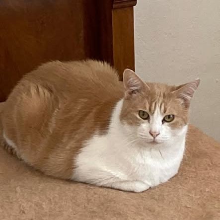 Chat nemo à l adoption #0