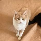 Chat nemo à l adoption #2