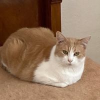 Chat nemo à l adoption