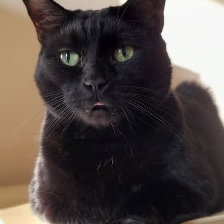 Chat apollo à l adoption #0