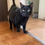 Chat apollo à l adoption #2