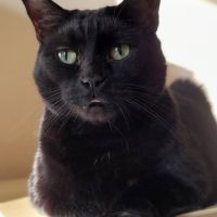 Chat apollo à l adoption