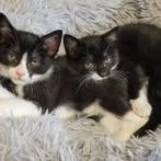 Chaton benji à l adoption #5