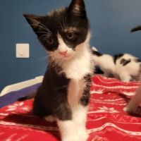 Chaton benji à l adoption