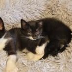 Chaton benji à l adoption #2