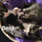 Chaton benji à l adoption #3