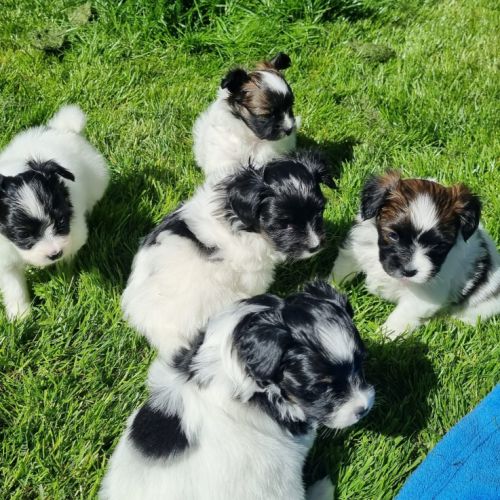 A réserver chiots papillons